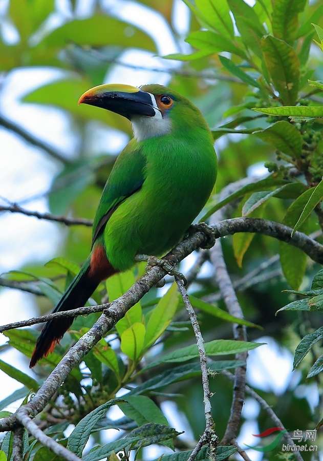 (长须鸺鹠)从安第斯到亚马逊——2016秘鲁拍鸟记