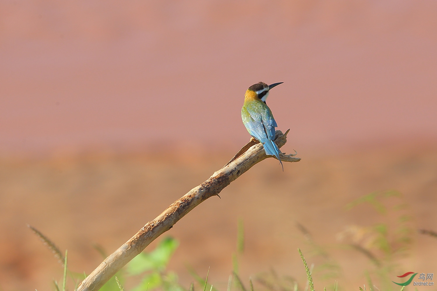 桑布鲁的白喉蜂虎