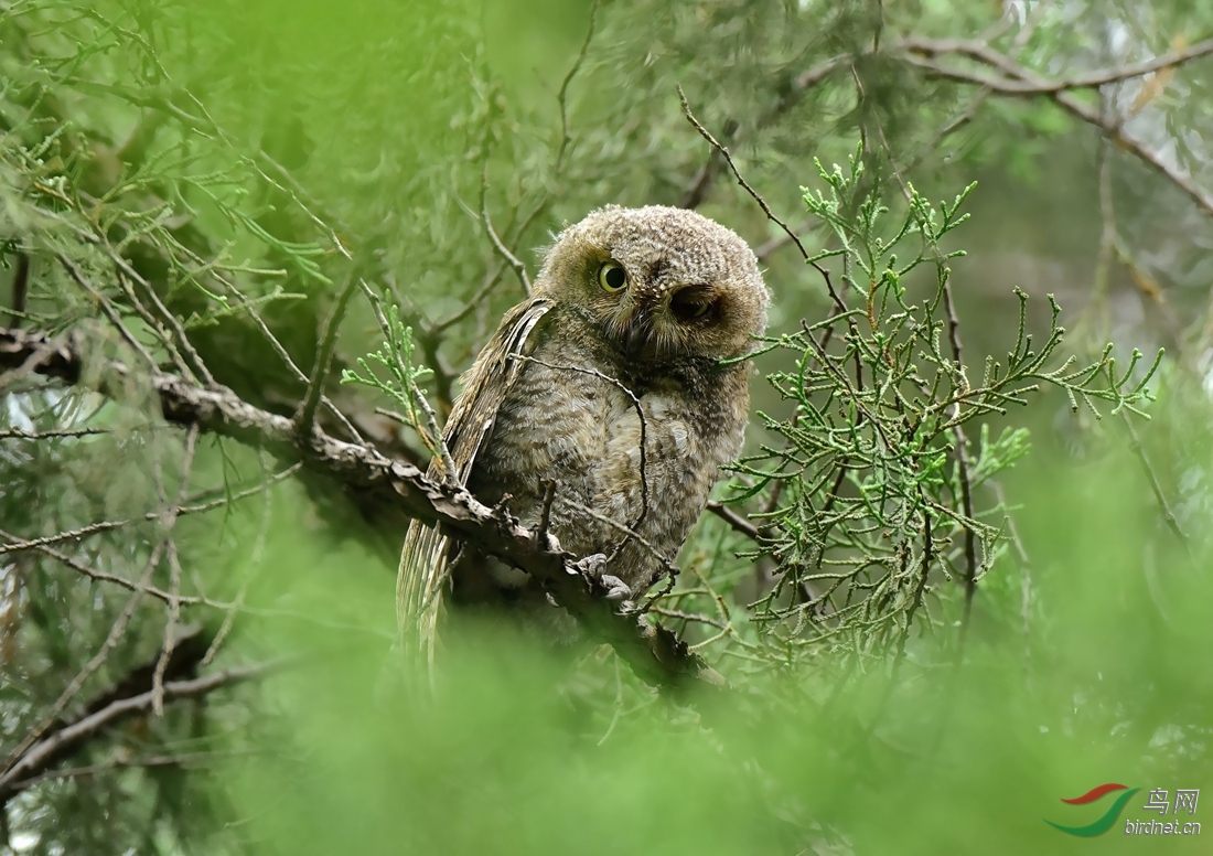 颐和园有新宠小角鸮