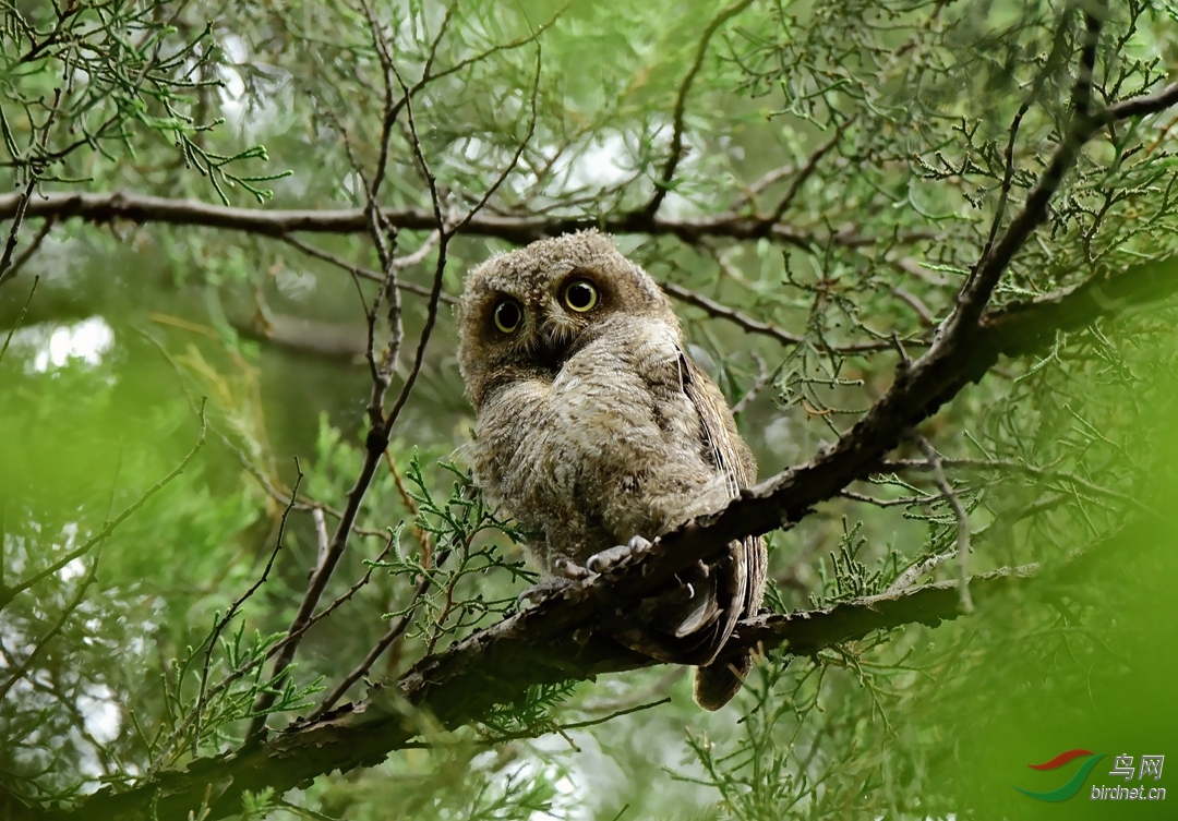 颐和园有新宠小角鸮