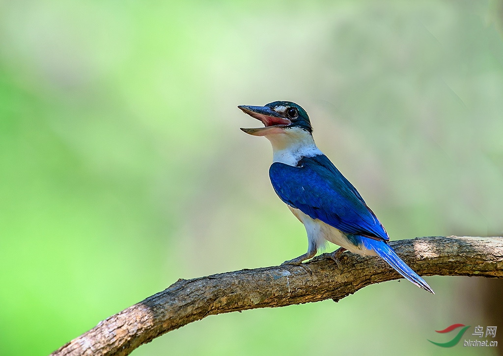祝贺鸟网上海版发帖超三万帖!