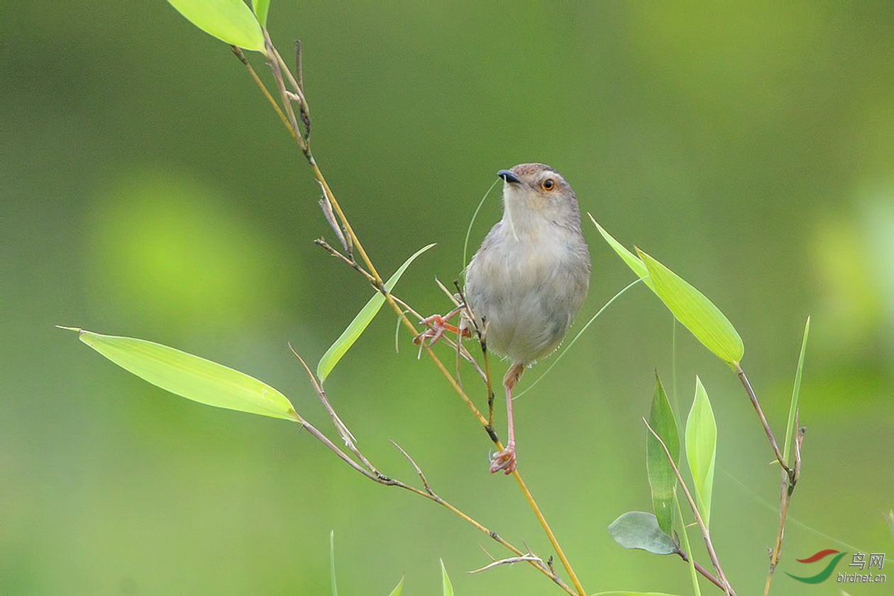竹叶青青,微微风