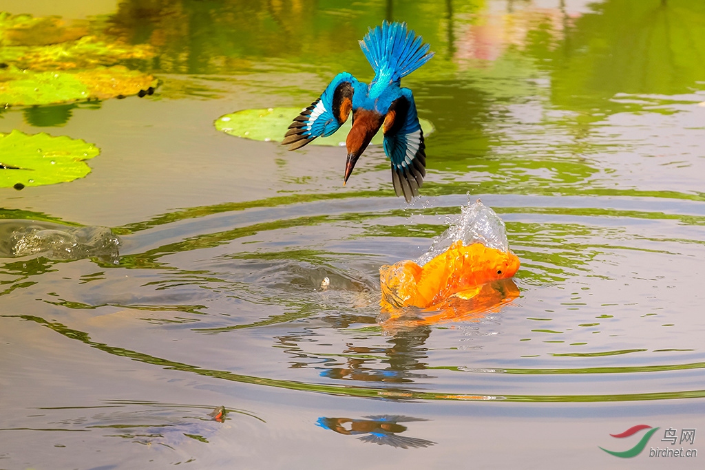 鸟鱼画 - 广东版 guangdong 鸟网