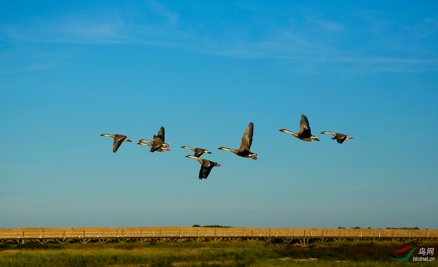 鸿雁传情大草原