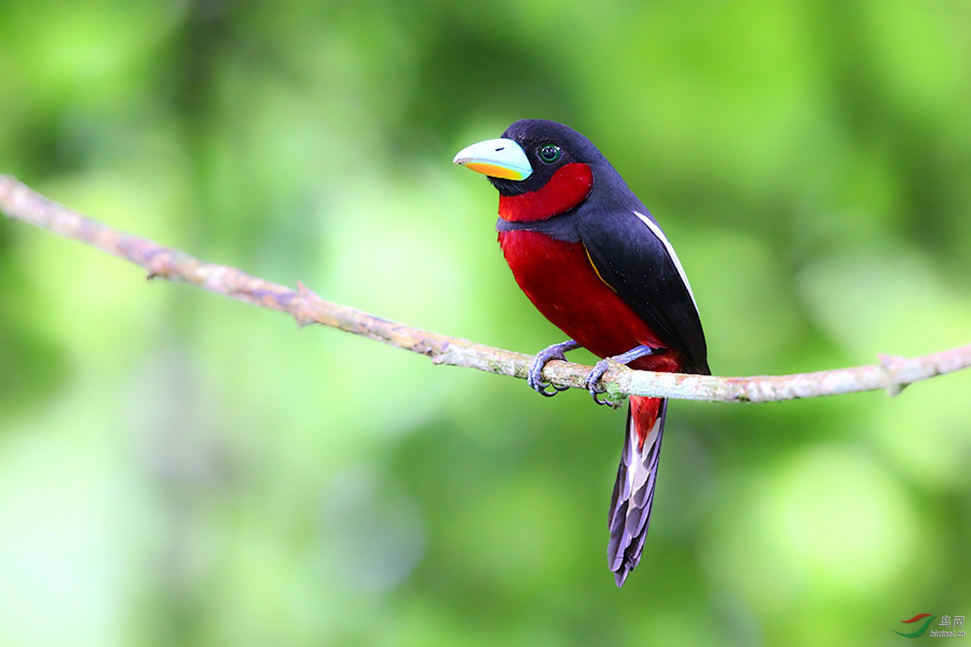黑红阔嘴鸟黑红阔嘴鸟贺获每日精华