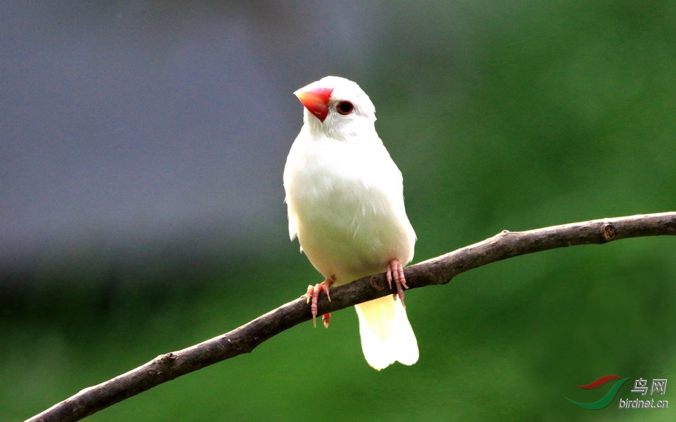 纯白色长尾巴的鸟图片