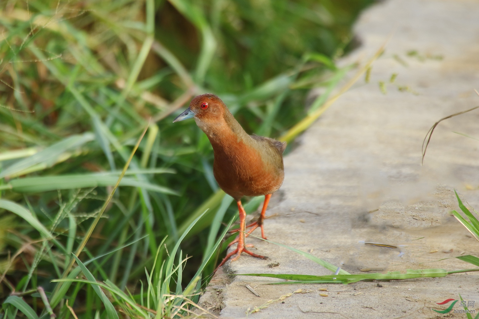 毛里求斯红秧鸡图片