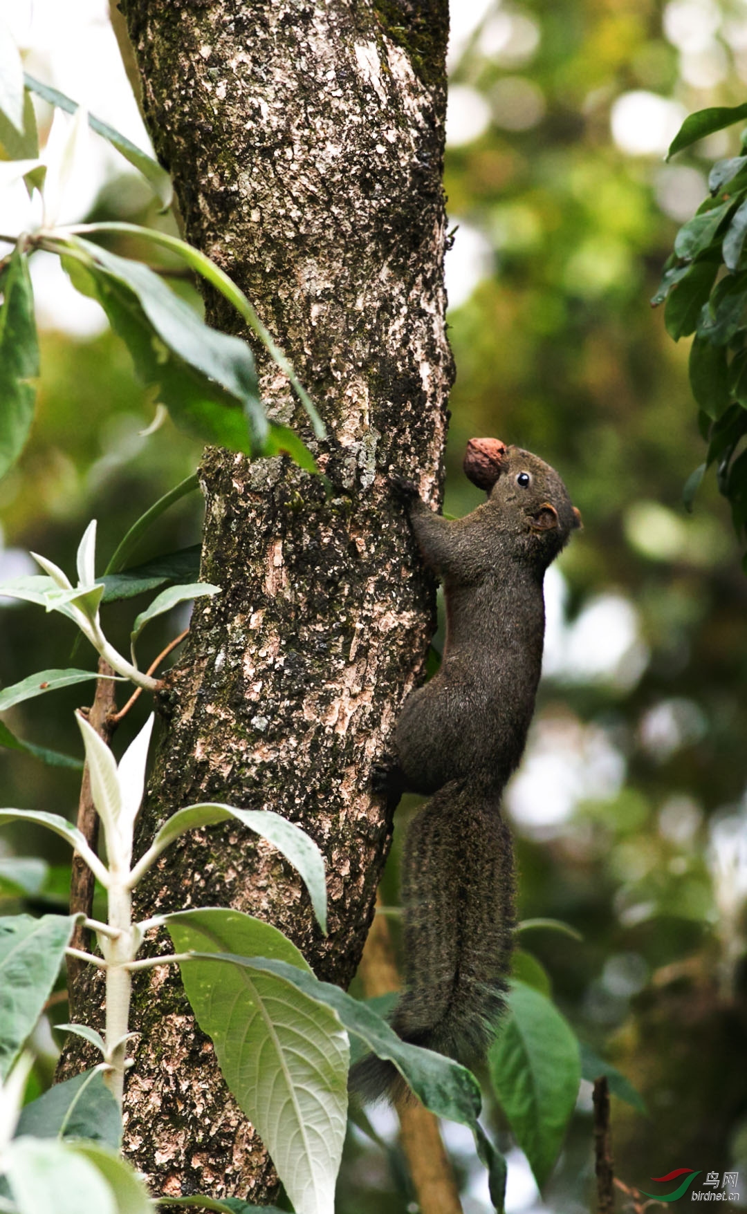 红腹松鼠吃合桃