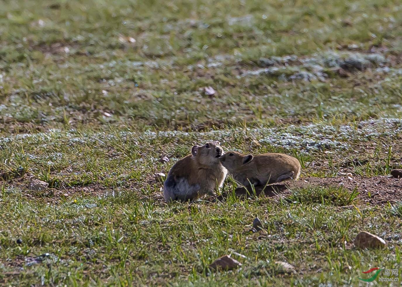 西藏行收获野生动物