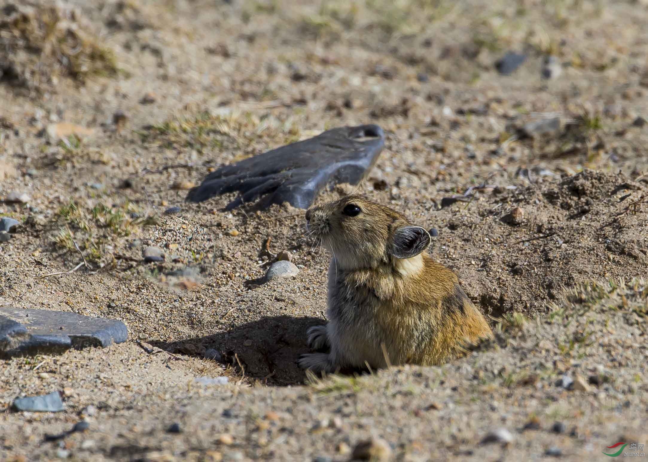 西藏行收获野生动物