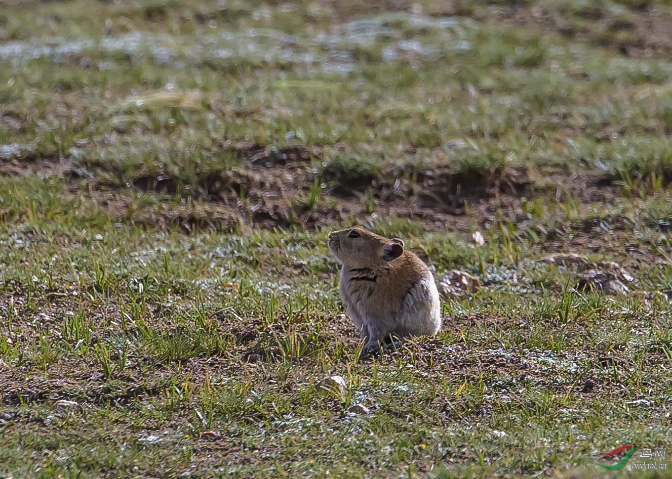 西藏行收获野生动物