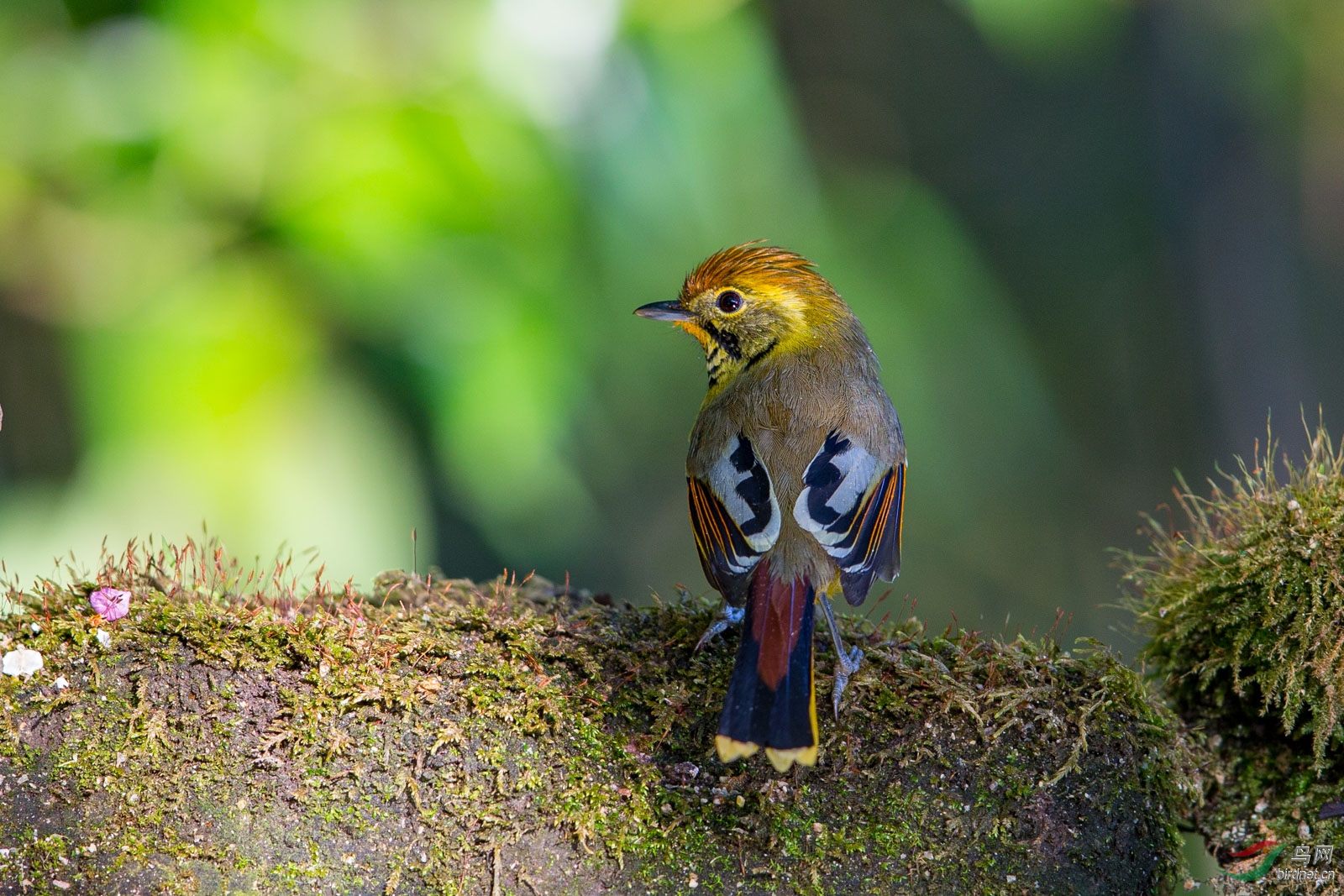 浴后的斑喉希鹛