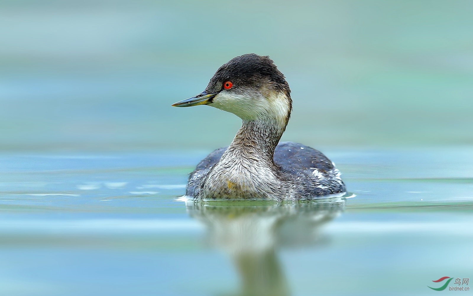 黑颈鸊鷉黑颈鸊