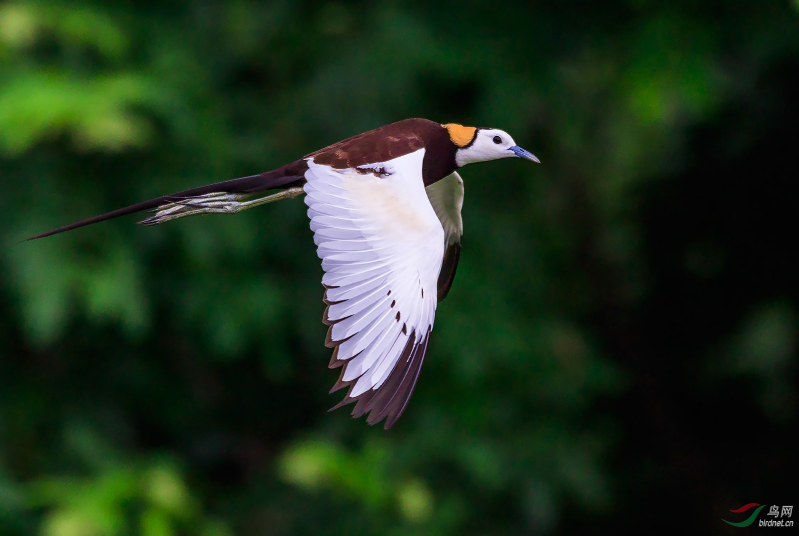 南京夏候鸟水雉