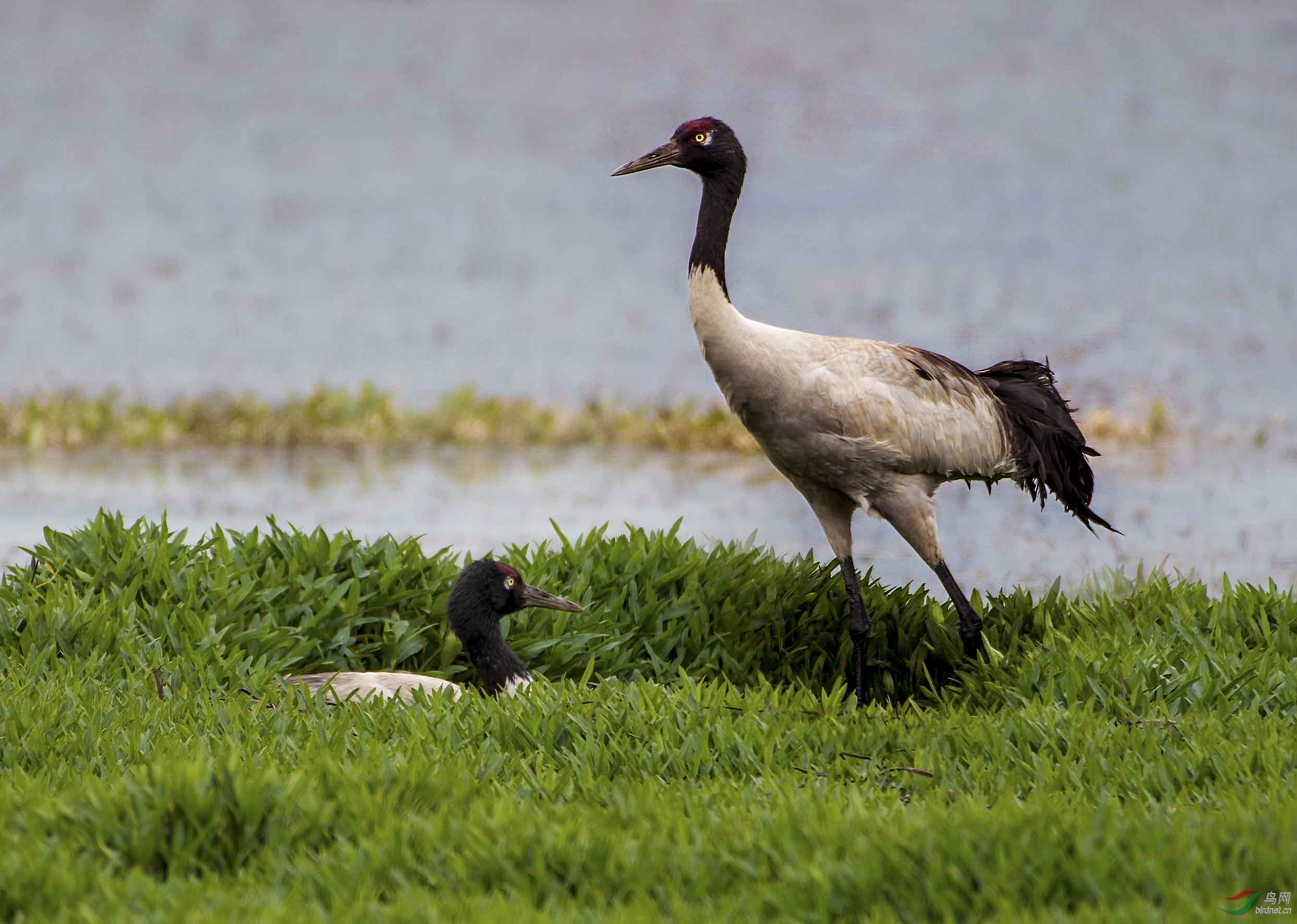 期待新生命(黑颈鹤)