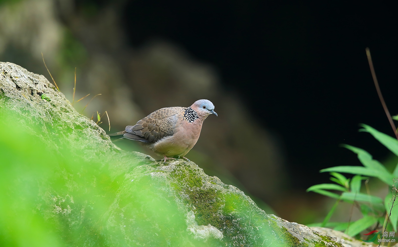 山涧的珠颈斑鸠