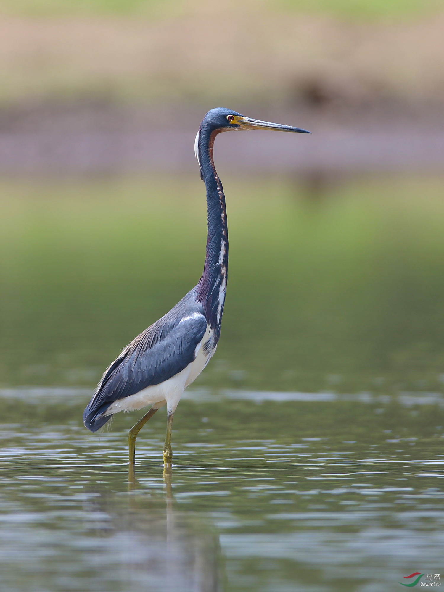 三色鹭