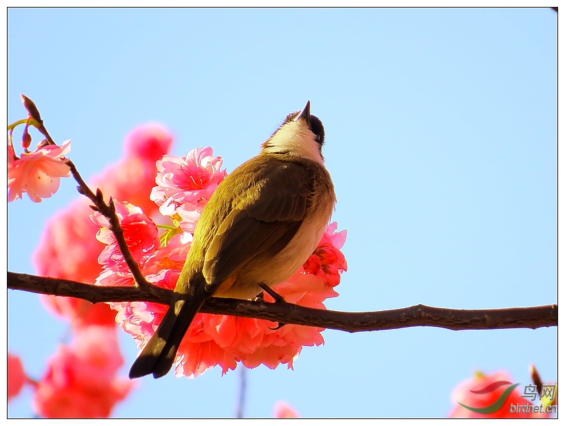 花與鳥