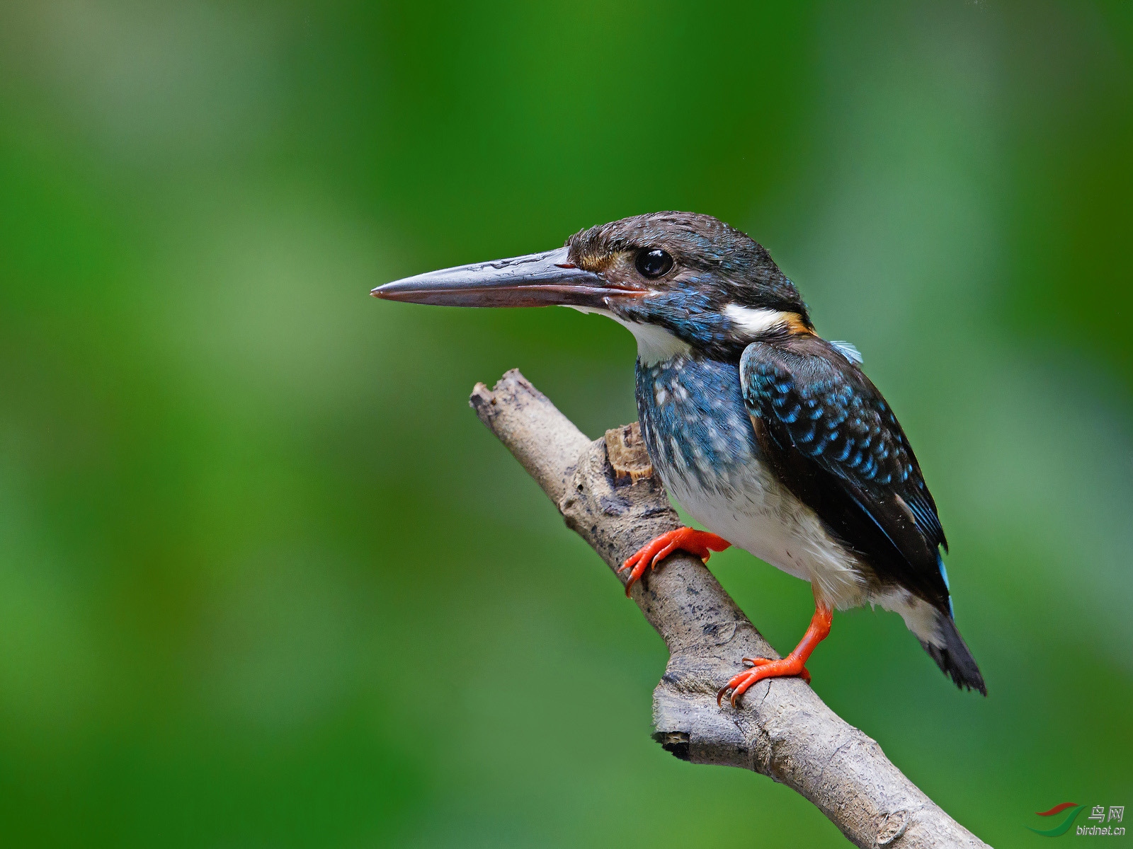 蓝带翠鸟malaybluebandedkingfisher恭贺获首页精华
