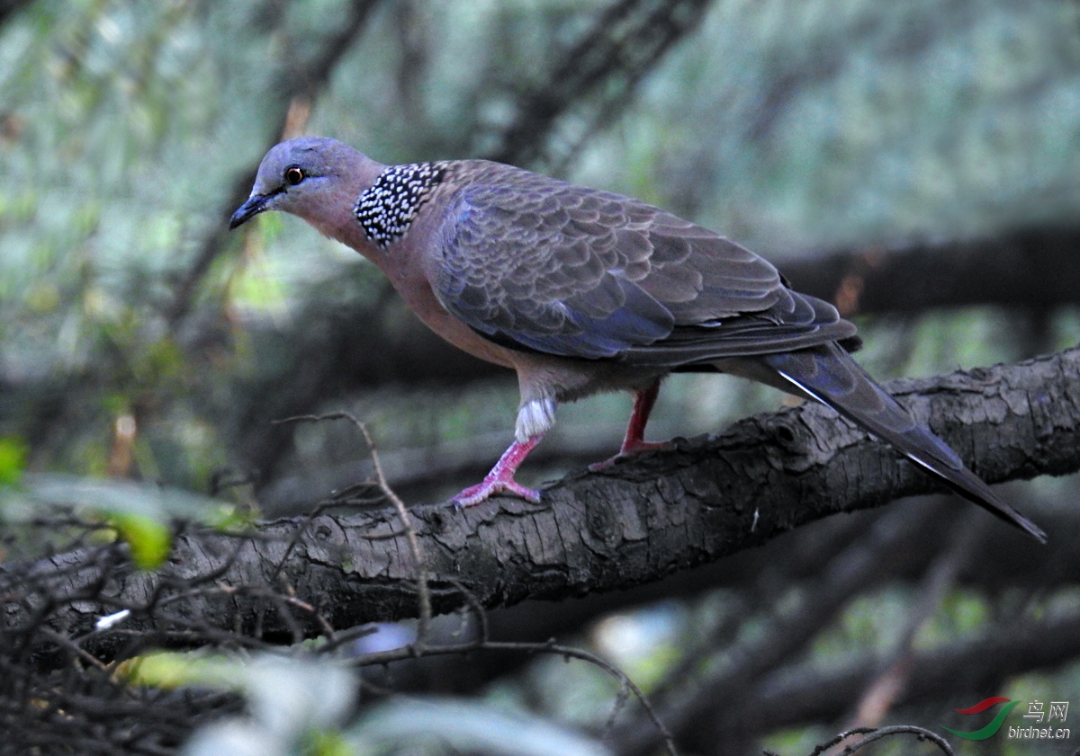 DSCN2625 ����.jpg