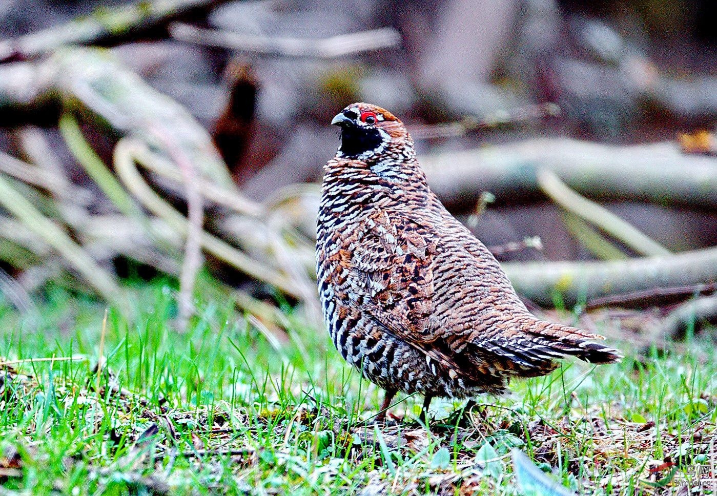 斑尾榛鸡三次甘南的收获