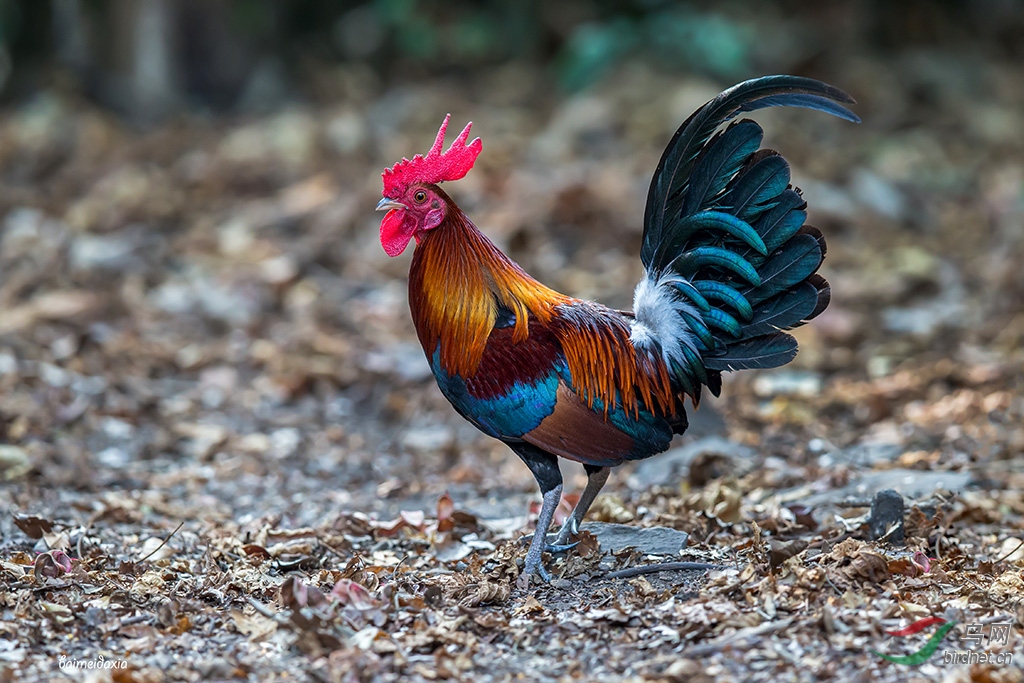 林鳥原雞壹周壹圖原雞榮獲鳥網首頁每日精華