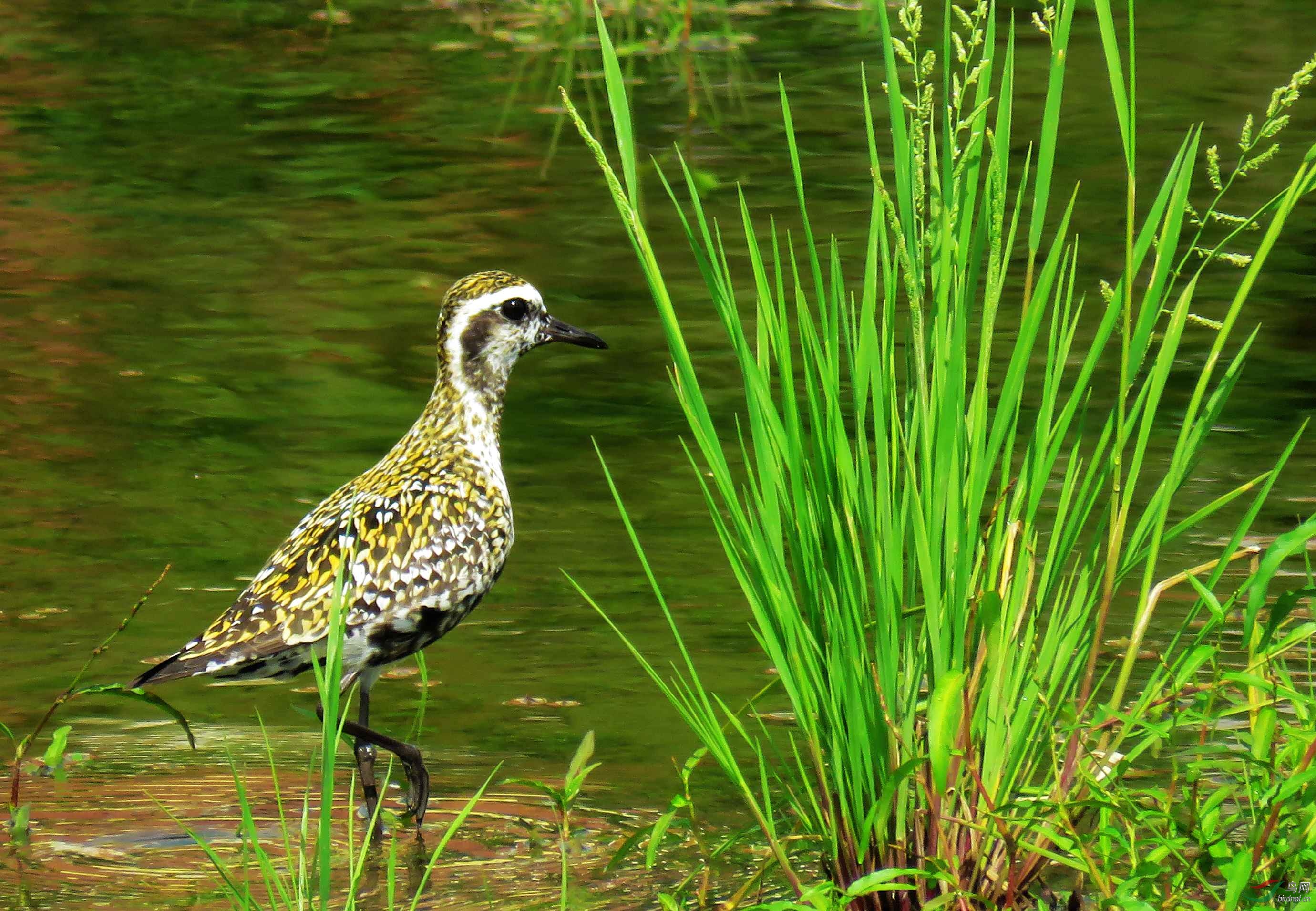 金鸻(别名金斑鸻)