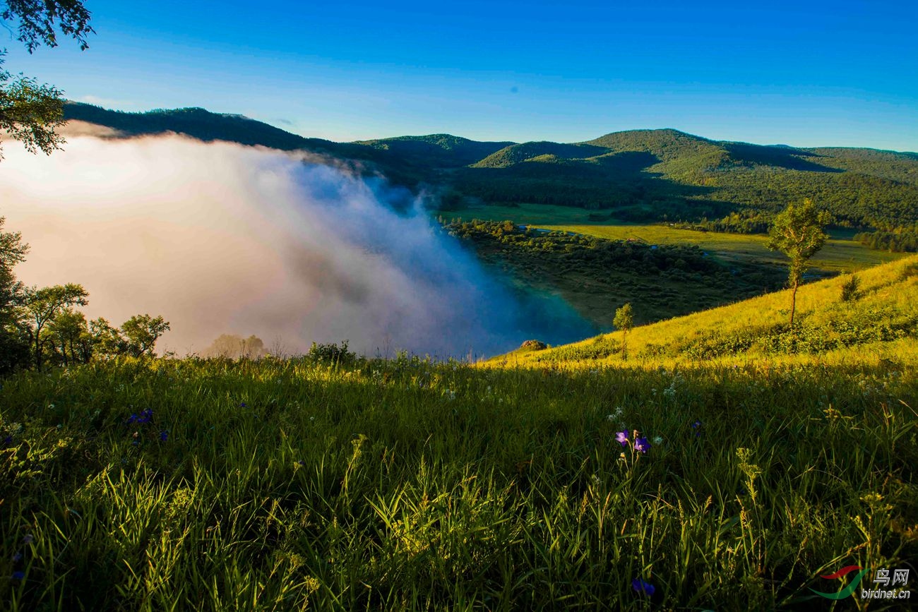 阿荣旗林区惊艳美景醉了影人