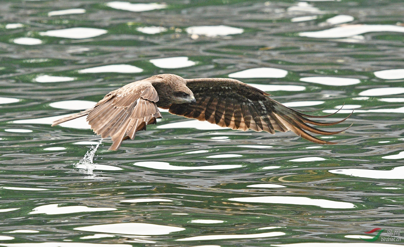 起水鹰