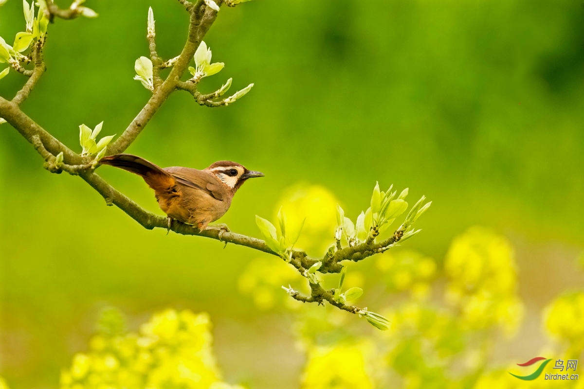 林鸟春之俏白颊噪鹛