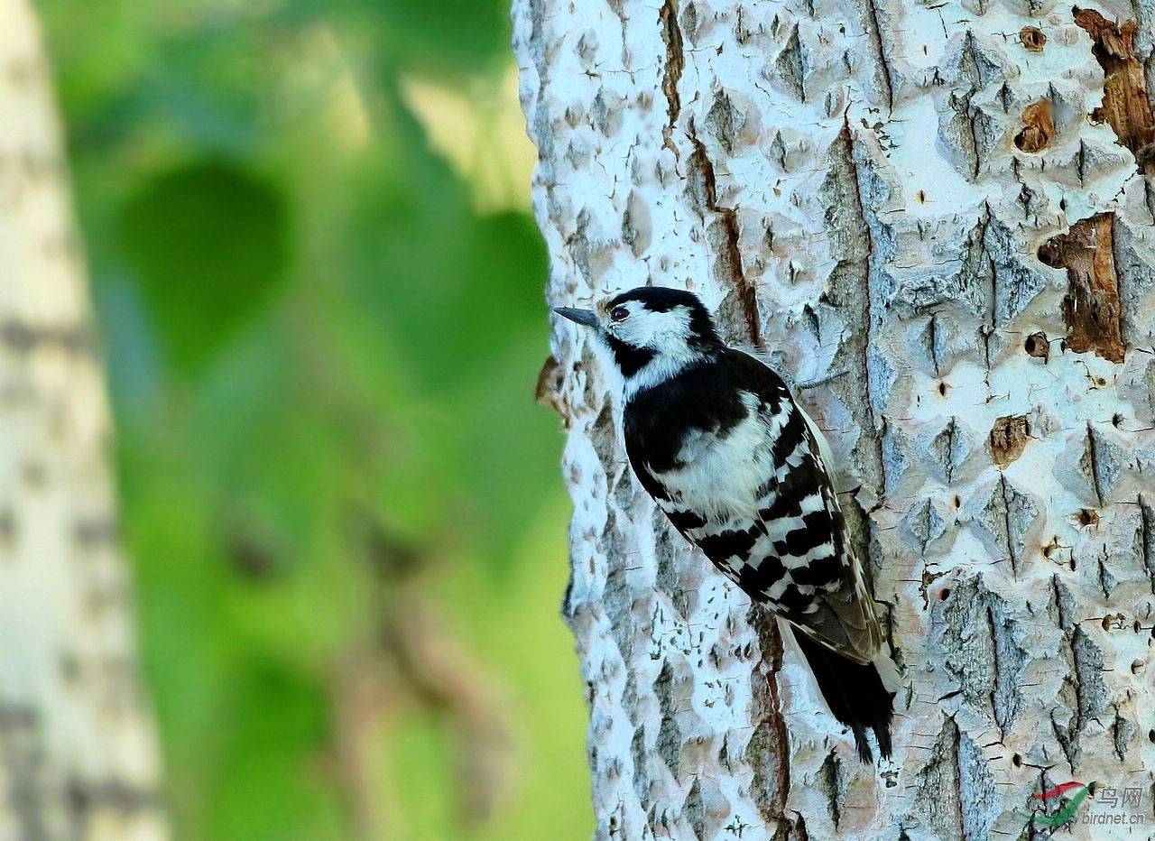 杨树上的小斑啄木鸟雌雄