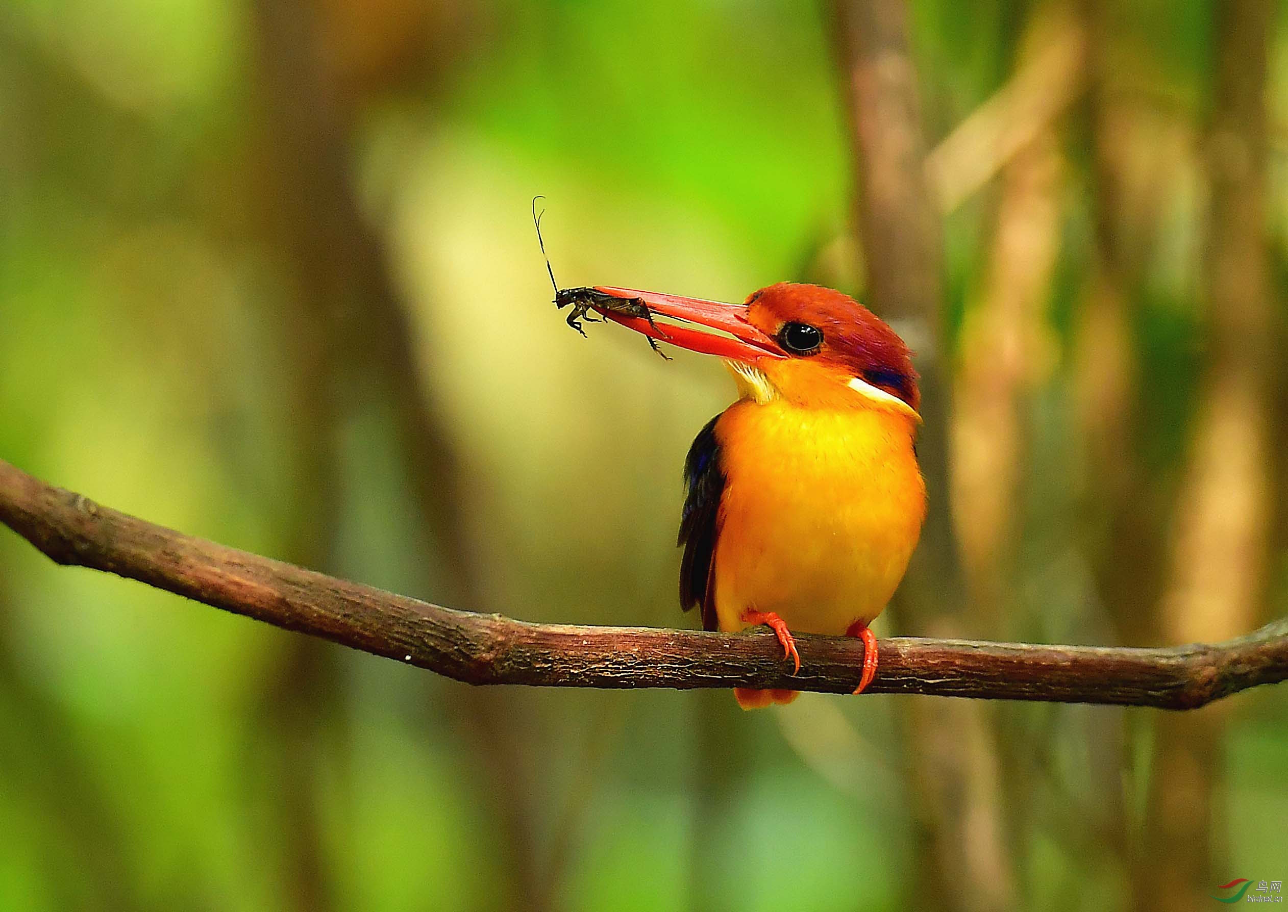 三趾翠鸟与蟋蟀