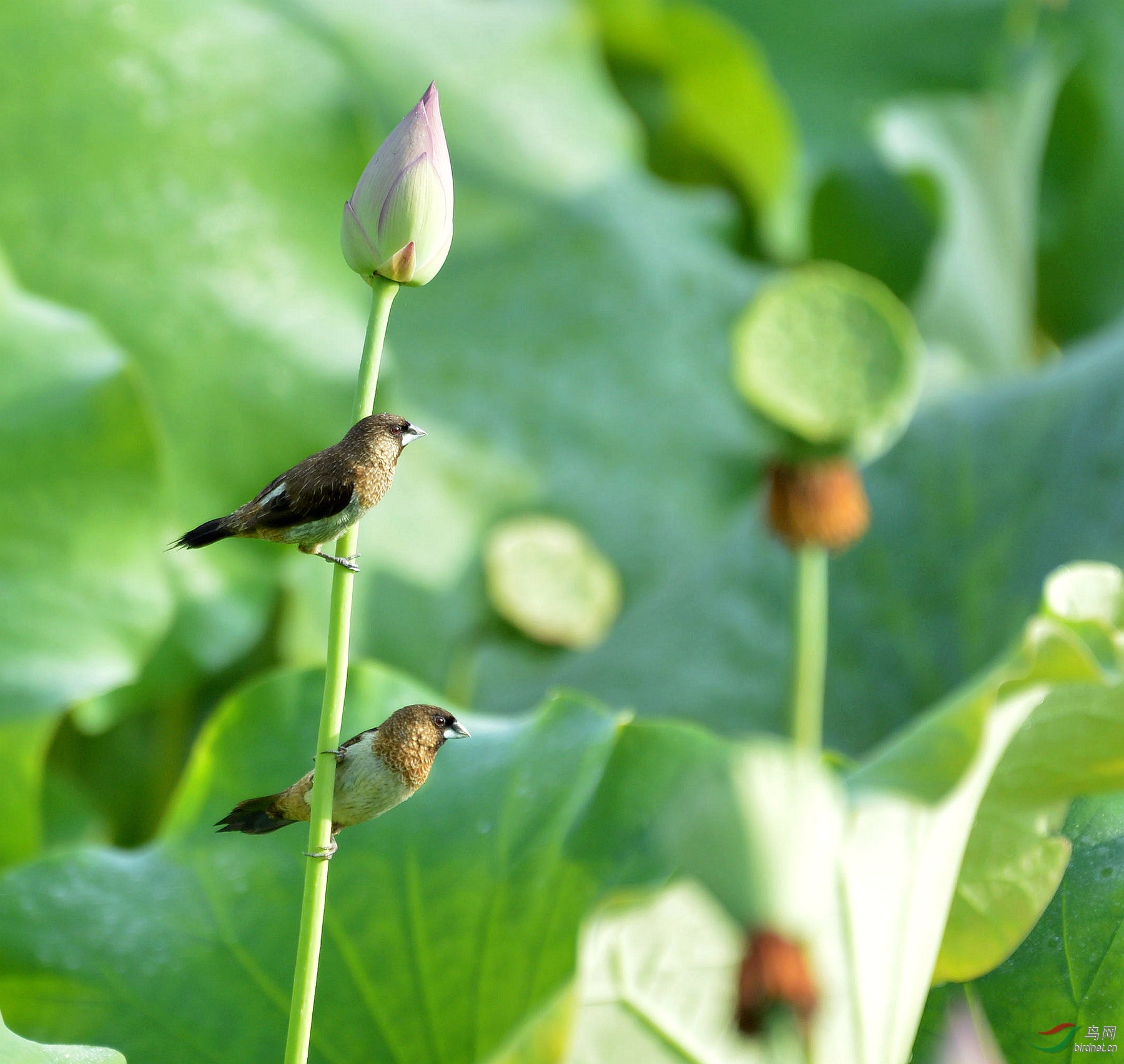 同栖一枝花,梦想各不同