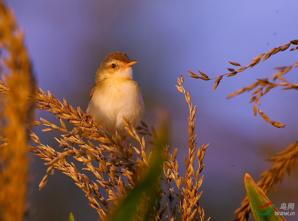林鸟和煦阳光鹪莺