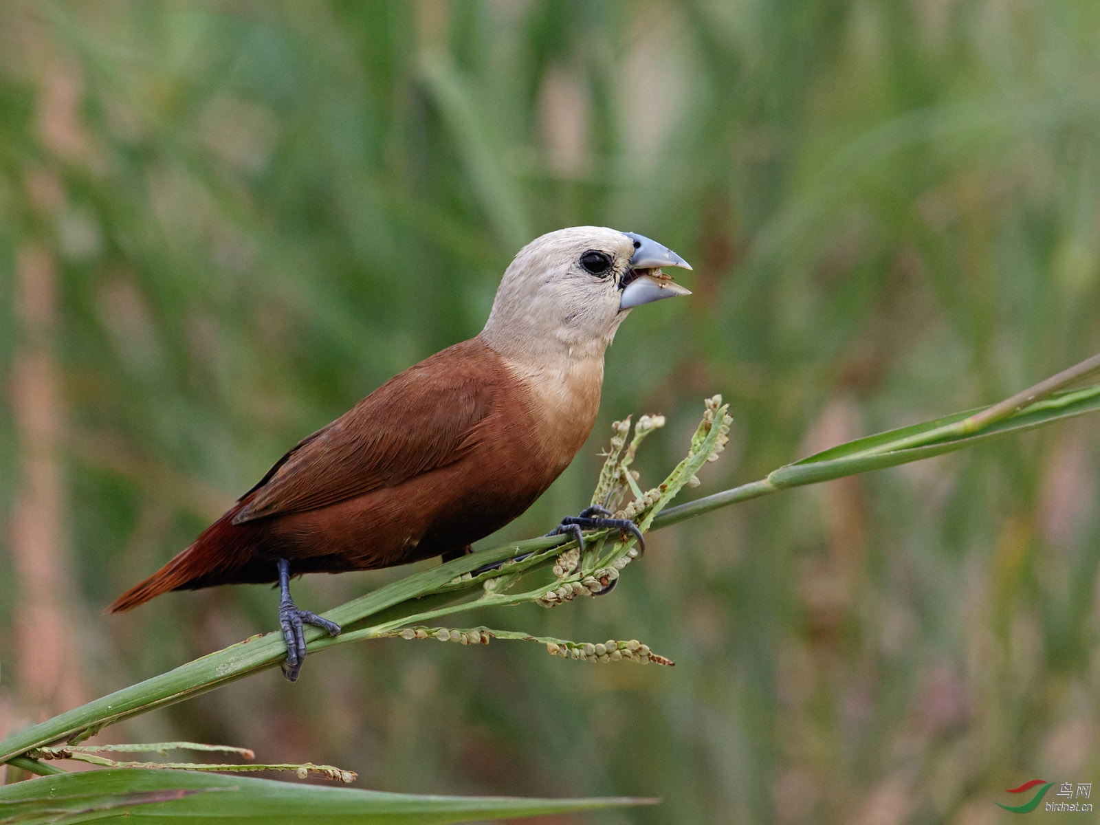 白头文鸟快乐星期六贺图一获首页精华图片