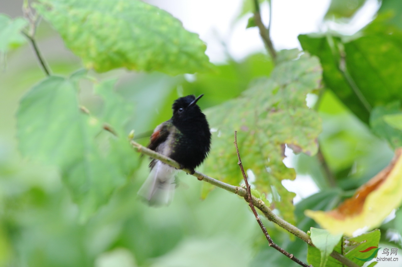 求教绿色黑头橙胸的三蜂鸟名