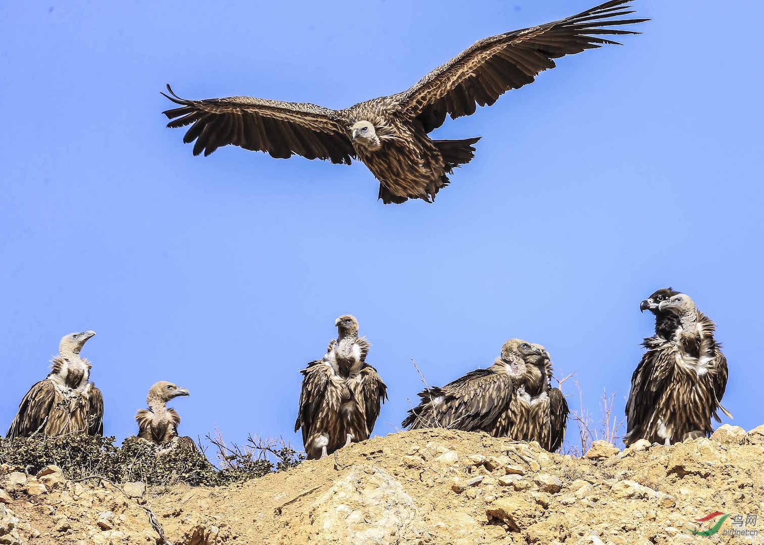 秃鹫起飞