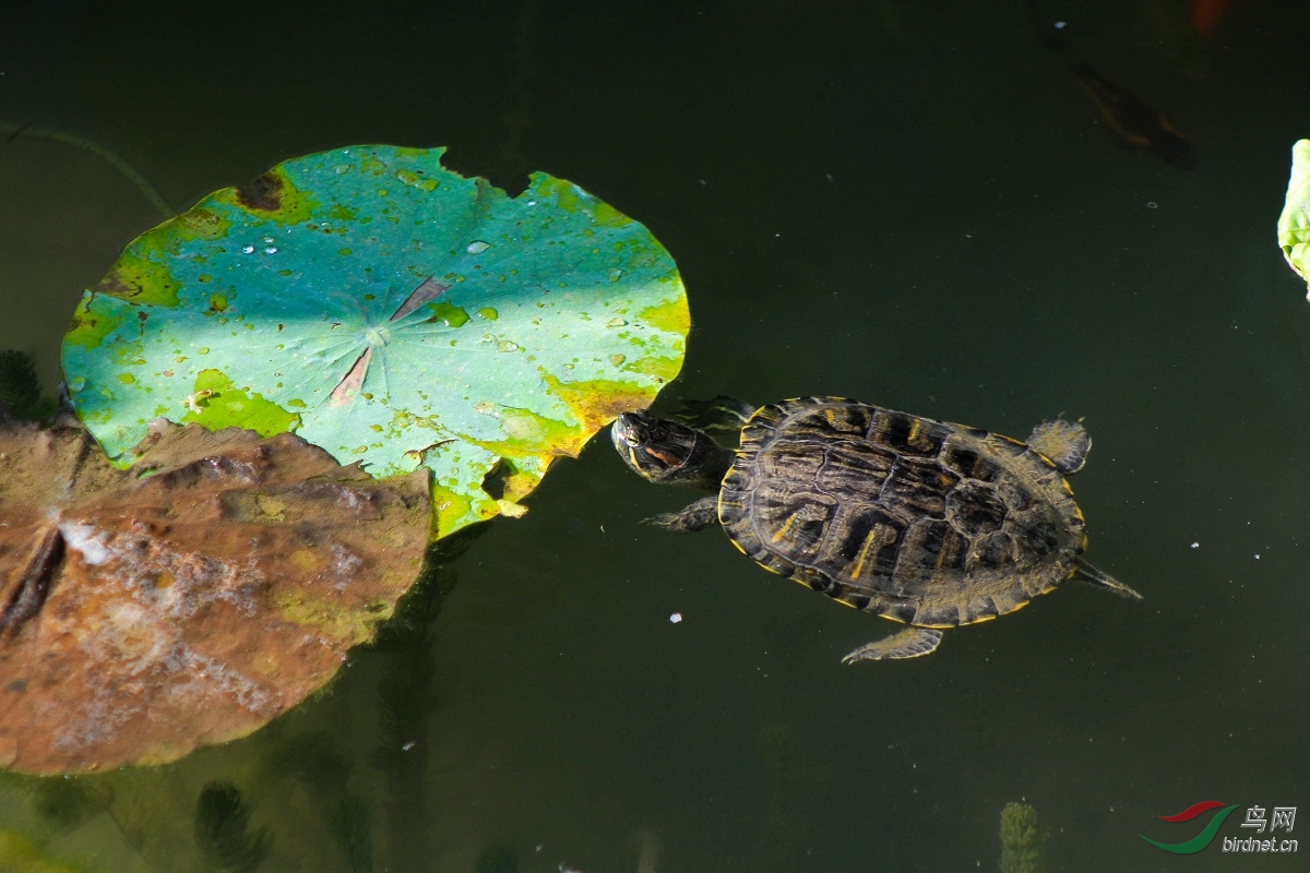 荷塘里的巴西龟