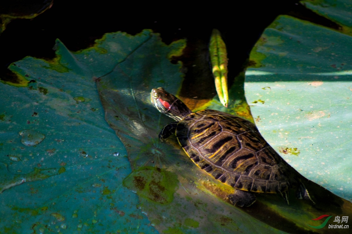 荷塘里的巴西龟