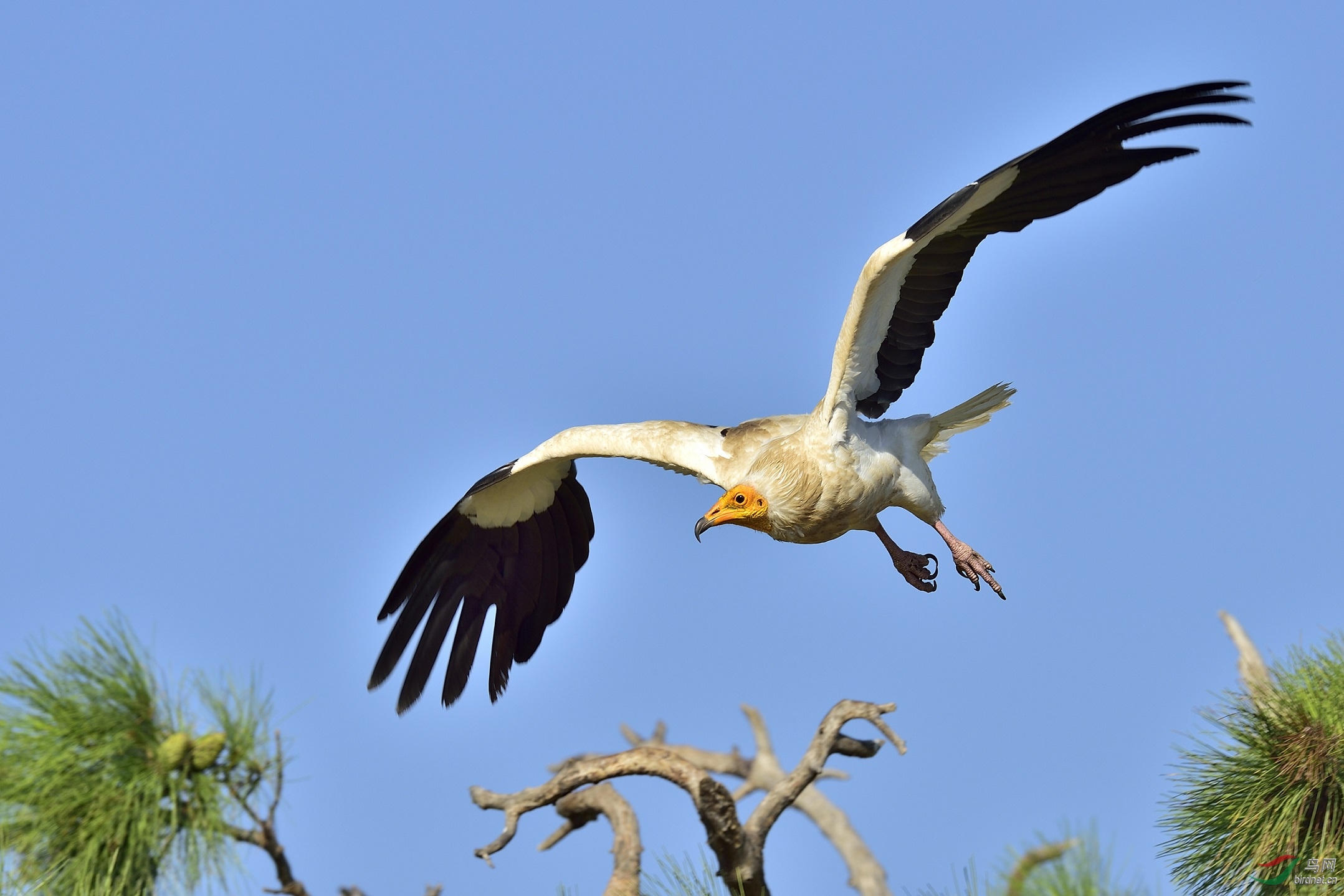 白兀鹫埃及法老鸡贺图1获首页精华