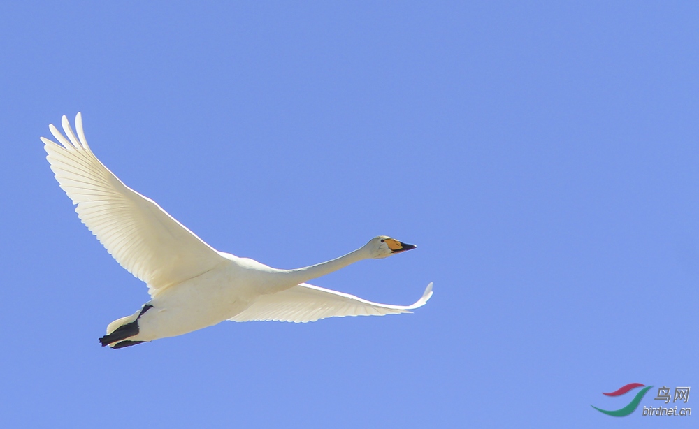 小白天鹅 展翅在蓝天