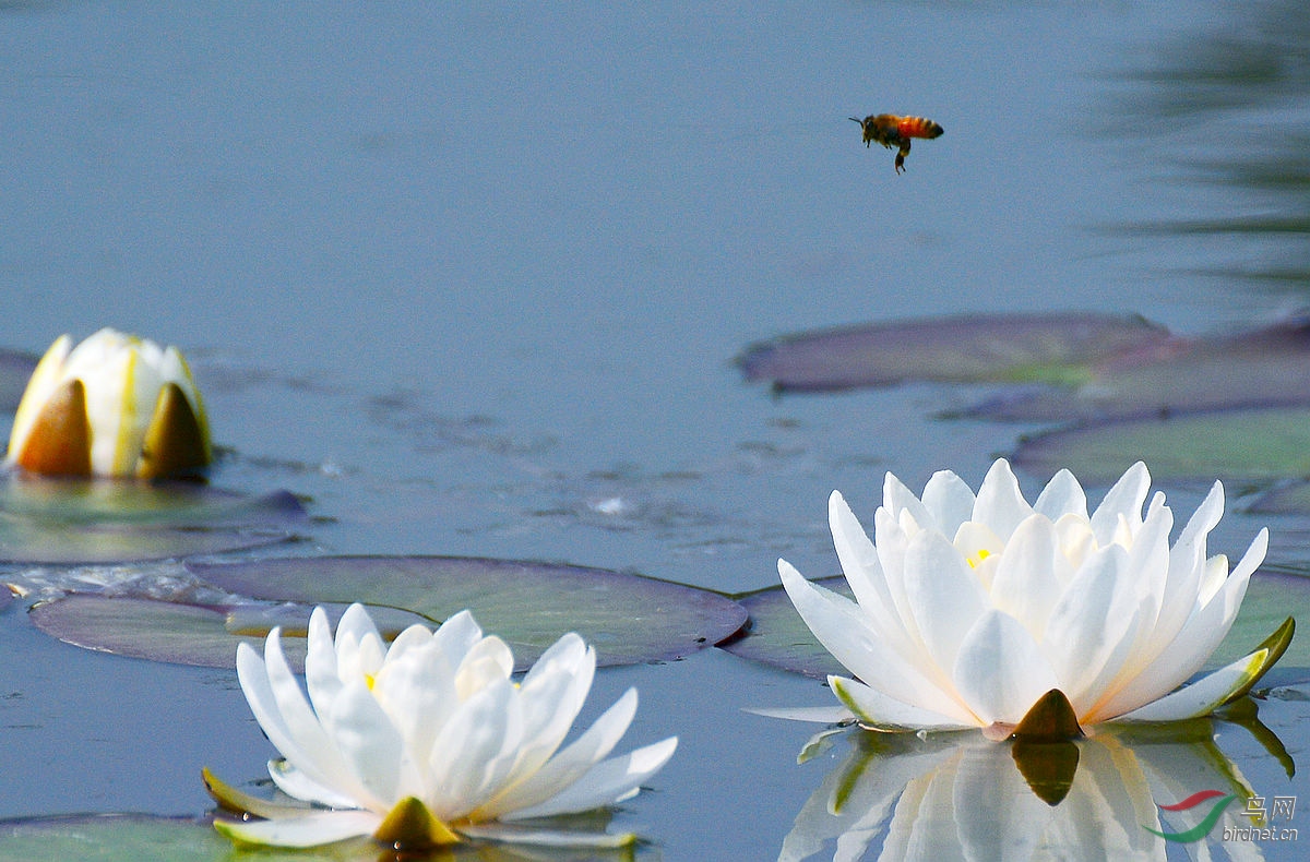 蜜蜂戏白莲花