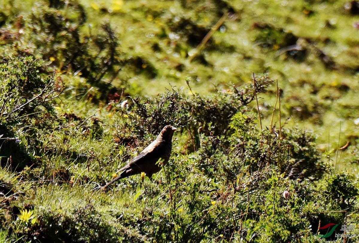求教鸟名---扎尕那拍摄