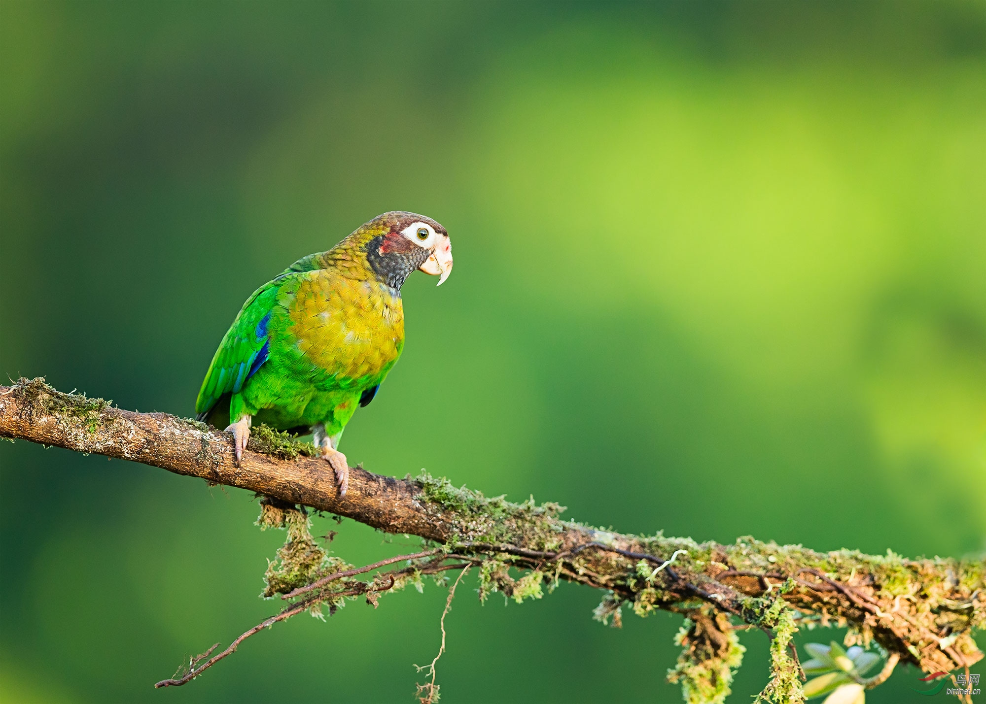 褐冠鹦哥萌萌哒鹦鹉送清凉贺获每日精华
