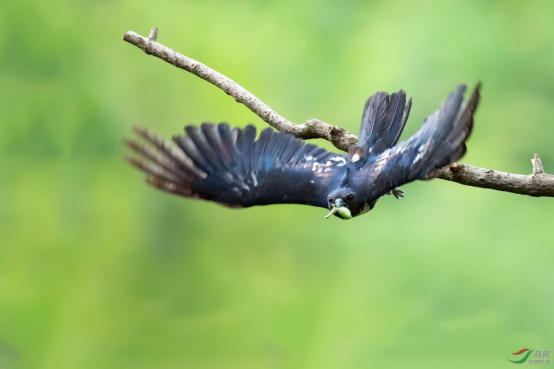 展翅——黑冠鹃隼