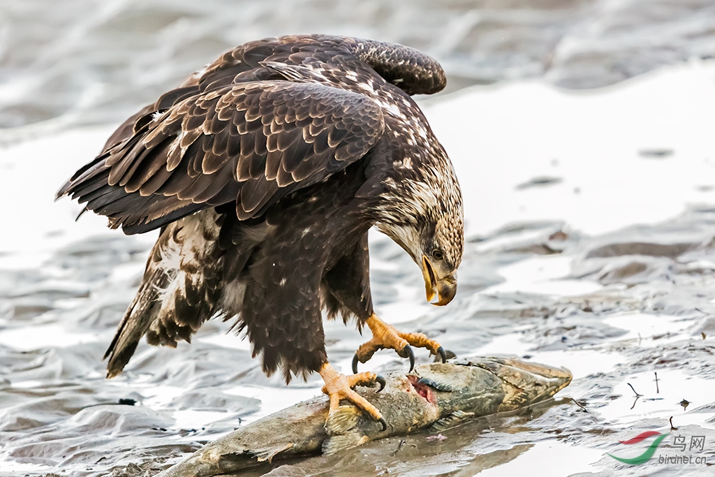 [猛禽] 沙滩上的饕餮大餐----白头海雕