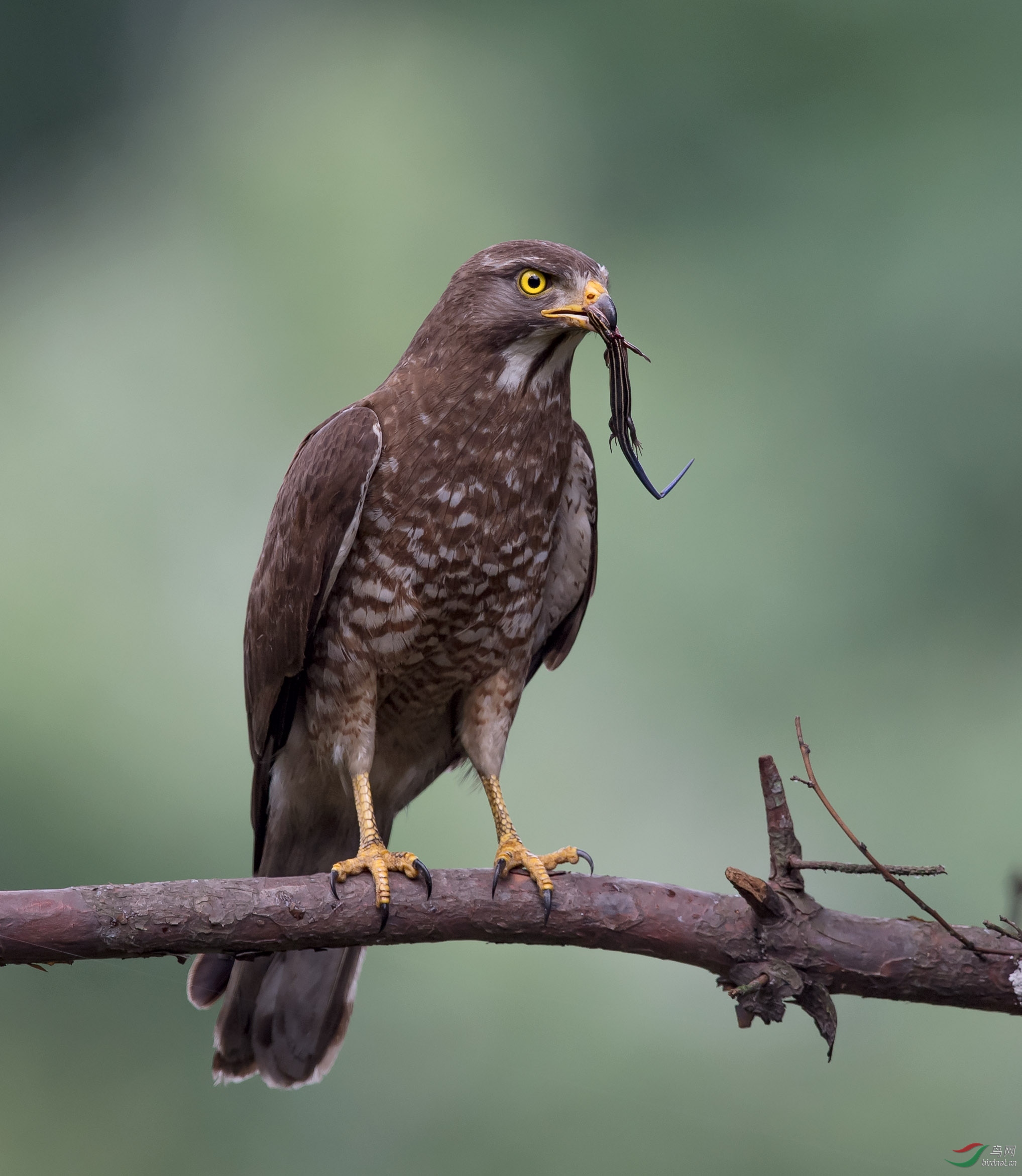 灰脸鵟鹰被狂鹰觅食的蓝尾石龙子贺图一获首页精华