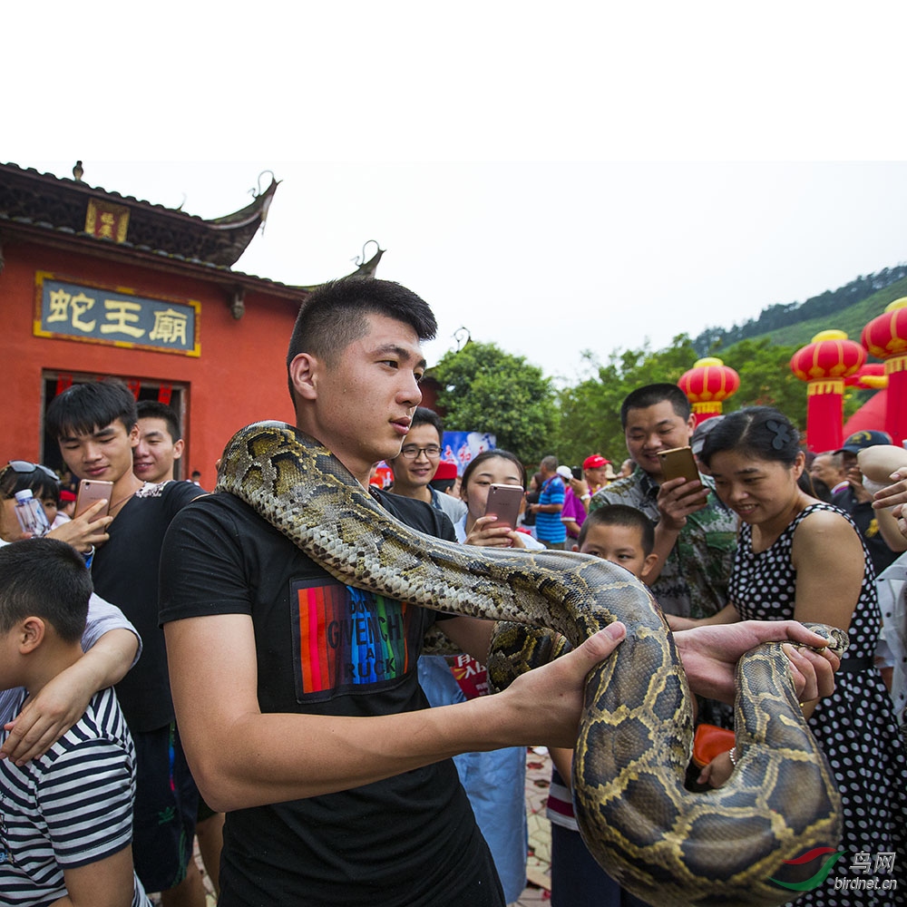 樟湖蛇节图片