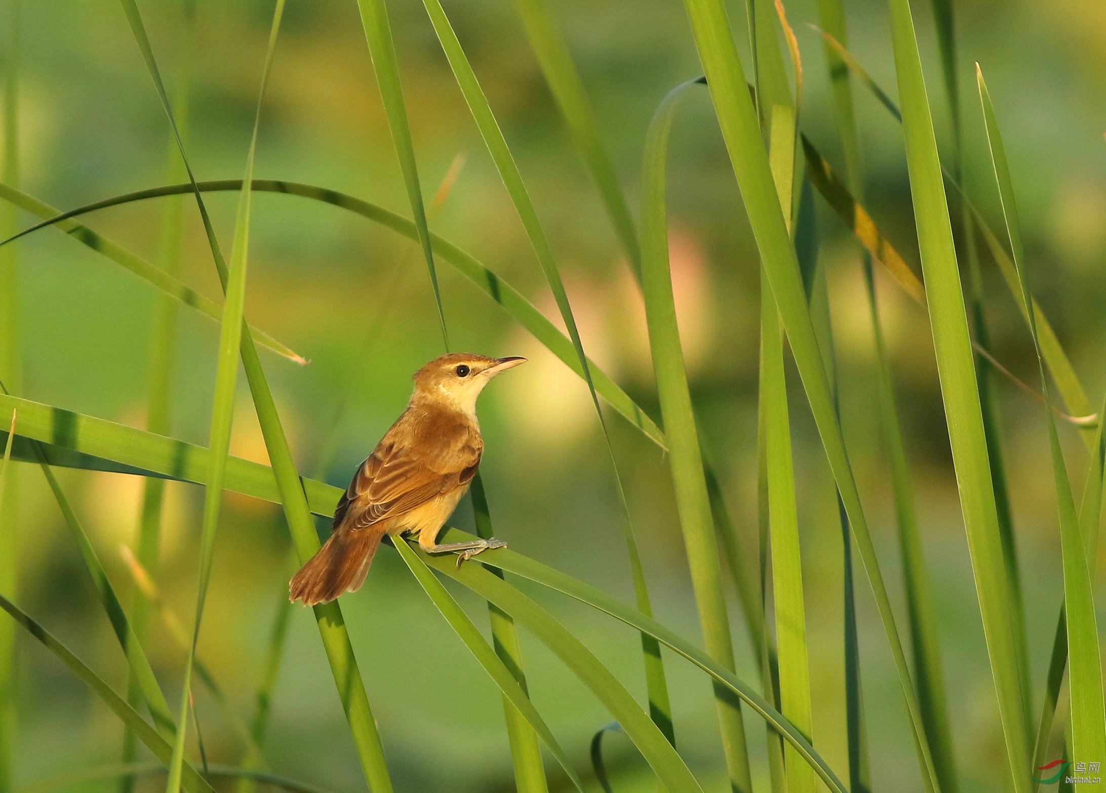 请教老师一种苇莺