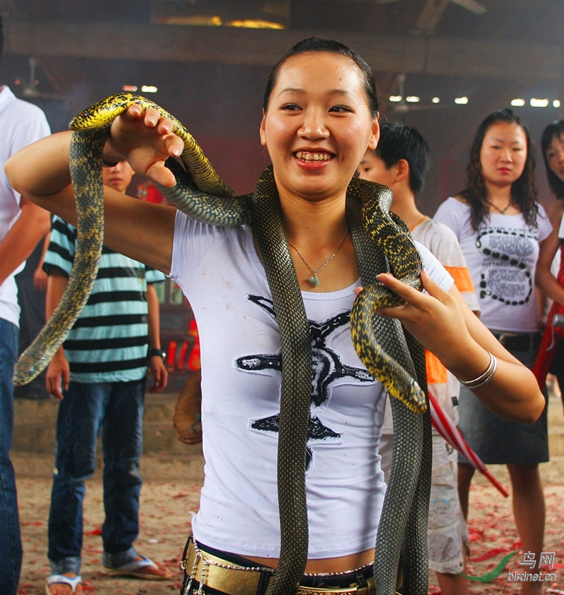 樟湖蛇文化节剪影(2) - 人文纪实版 鸟网